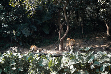 Animals