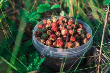 Gathering wild strawberry