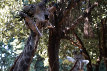 Animals
