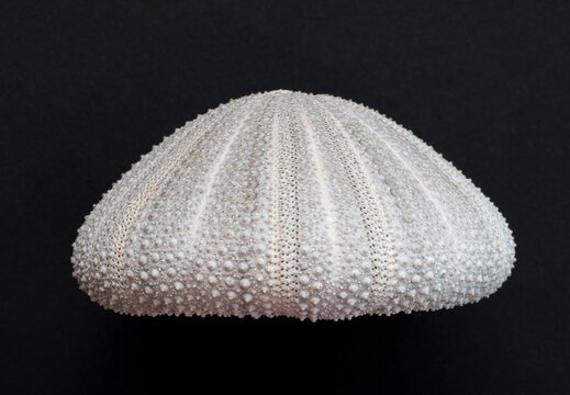 Sea urchin shell