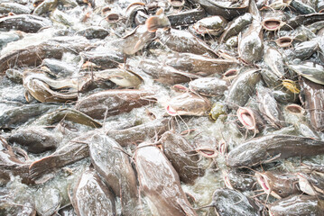Large groups of freshwater fish gather on the surface of the water.