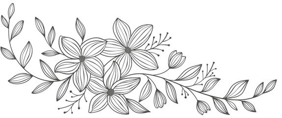 Outline Floral Botany. flower vector drawings. Black and white floral line art on transparent backgrounds. Hand Drawn Botanical Illustrations.Vector. © sense
