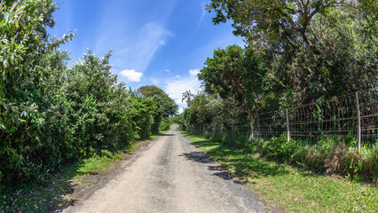 Fototapeta na wymiar Long Straight Road Tropical Trees Rural Landscape