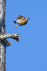northern wryneck