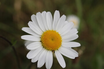Obraz premium daisy flower