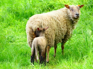 Des moutons dans la campagne au printemps