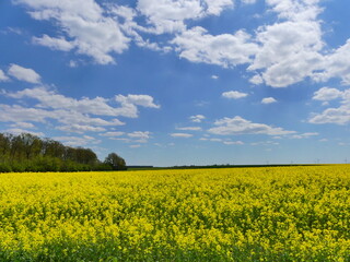 Obraz premium Paysage de champs de Colza dans La Beauce