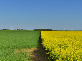 Paysage de champs de Colza dans La Beauce