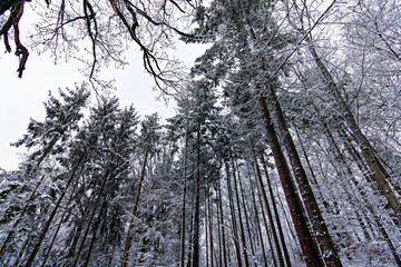 A wonderful winter forest in Bavaria