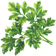 Parsley leave