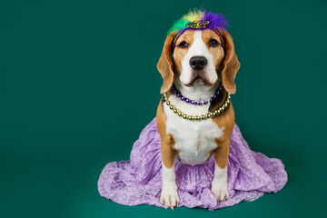 A beagle dog in costume for the Mardi Gras festival. The concept of humanizing pets.