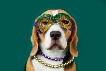 A beagle dog in costume for the Mardi Gras festival. Masquerade mask and beads in the traditional colors of yellow, green and purple. The concept of humanizing pets. © Viktoriya