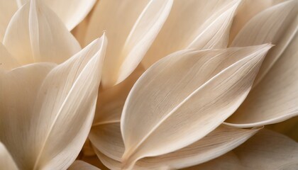 nature abstract of flower petals beige leaves with natural texture as natural background or wallpaper macro texture neutral color aesthetic photo with veins of leaf botanical design