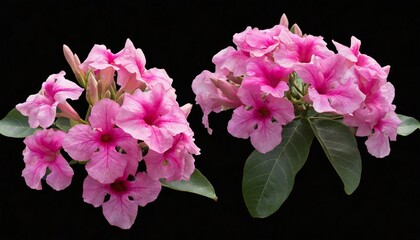 Naklejka na ściany i meble pink flowers or fueng fah flower isolate background with clipping path