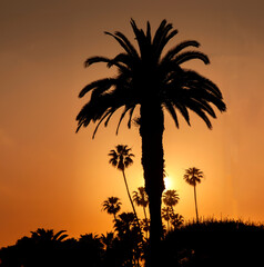 Fototapeta na wymiar Silhouette of a date palm tree with Mexican fan palm trees in the background at sunset