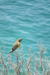 The image shows a bird perched on the bare branches of a tree, with a backdrop of turquoise water that appears to be in motion. The main subject is a bird with yellow and brownish feathers, perched on