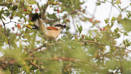 Neuntöter (Lanius collurio)