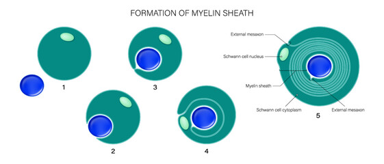 Schwann cells vector. Formation of myelin sheath. Myelin sheath of the neuron anatomy.