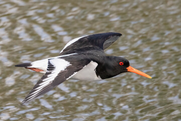 Eurasian oystercatcher