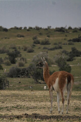 Punta Tombo is home to the world’s largest colony of Magellanic penguins. You can also see other wildlife like guanacos and ñandúes.