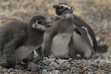 Punta Tombo is home to the world&rsquo;s largest colony of Magellanic penguins. You can also see other wildlife like guanacos and &ntilde;and&uacute;es.