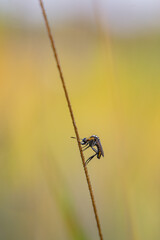 toxpora insect or often called "hunchback", taken at a very close distance with a very beautiful blurry background