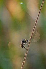 toxpora insect or often called 