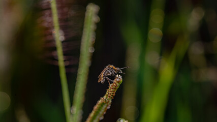 toxpora insect or often called 