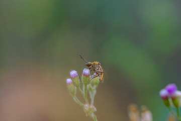 toxpora insect or often called 
