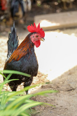The fighting cock in garden nature farm at thailand