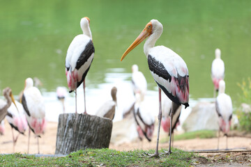 The Painted Stork bird (Mycteria leucocephala) in garden
