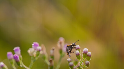 toxpora insect or often called 