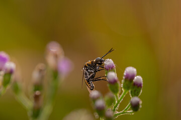 toxpora insect or often called 