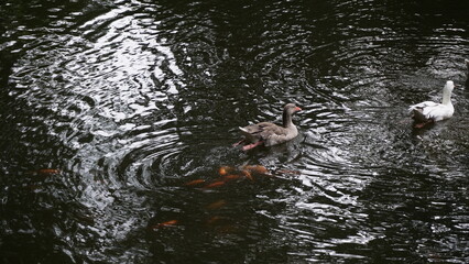 jardin botánico eloy valenzuela
