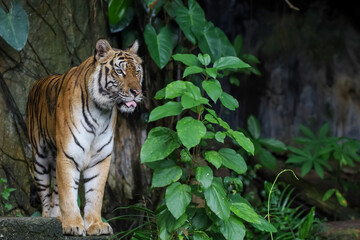 Close up Indochinese tiger is beautiful animal and dangerous in forest