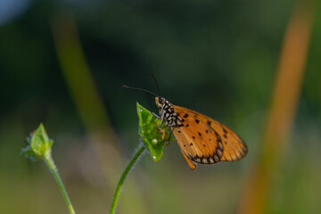 yellow butterfly with a beautiful background, as well as details of a butterfly