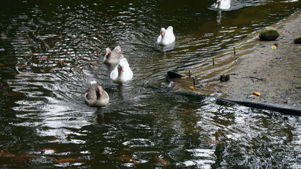 jardin botánico eloy valenzuela