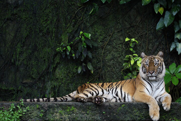 Naklejka na ściany i meble Close up Indochinese tiger is beautiful animal and dangerous in forest