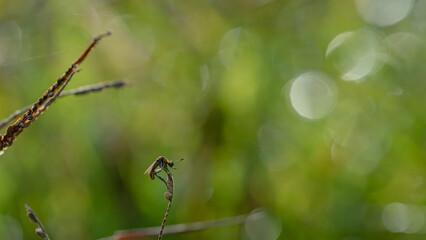 toxpora insect or often called "hunchback", taken at a very close distance with a very beautiful blurry background