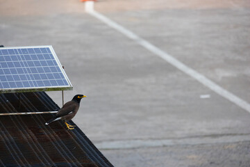 Close-up of bird on the rooftop and solar cell panel with copy space. An image of a pigeon perched on the rooftop and a solar cell panel with copy space.