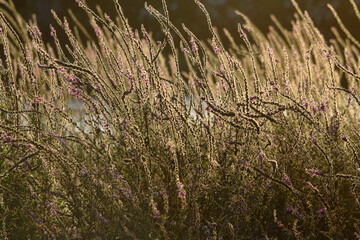 Grass natural background