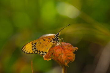 yellow butterfly with a beautiful background, as well as details of a butterfly
