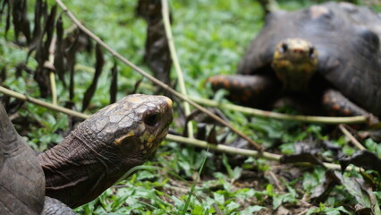 jardin botánico eloy valenzuela