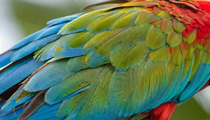 Poster close up of macaw wing feathers caribbean © Katherine