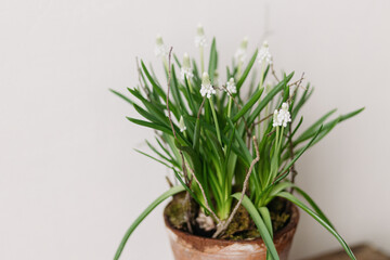 Beautiful muscari in rustic clay flower pot close up on white background. First spring flowers. White muscari and branch arrangement, floral spring decor - obrazy, fototapety, plakaty