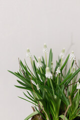 Beautiful muscari in flower pot close up on white background. First spring flowers. White muscari and branch arrangement, floral spring decor