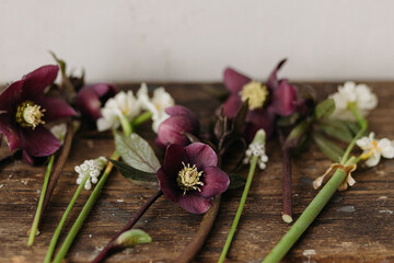 Beautiful helleborus, muscari, daffodils on rustic wooden background. First spring flowers gardening. Floral spring countryside decor