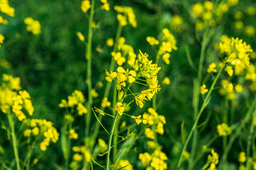 Blooming mustard in the field. Mustard during flowering.
