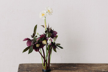 Beautiful helleborus, muscari and daffodil composition on kenzan on aged wooden background. Spring flowers rustic still life. First spring flowers gardening