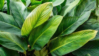 leaves of spathiphyllum cannifolium abstract green texture nature background tropical leaf - obrazy, fototapety, plakaty